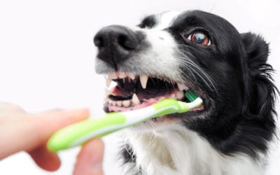 Your Pet’s Need the Dentist – Here’s Why