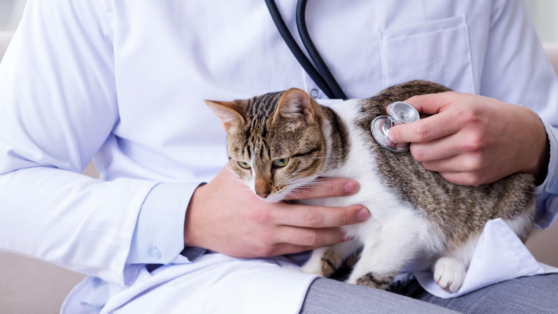 Pet Diagnostic Services in Troy, MO 63379 - Animal Medical Center of Troy