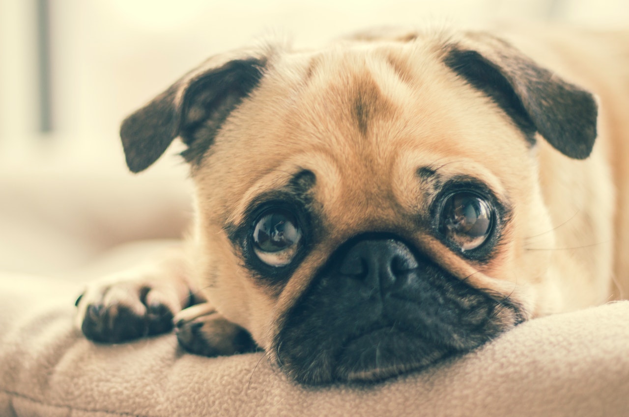 Does My Dog Have Anxiety? Animal Medical Center of Troy