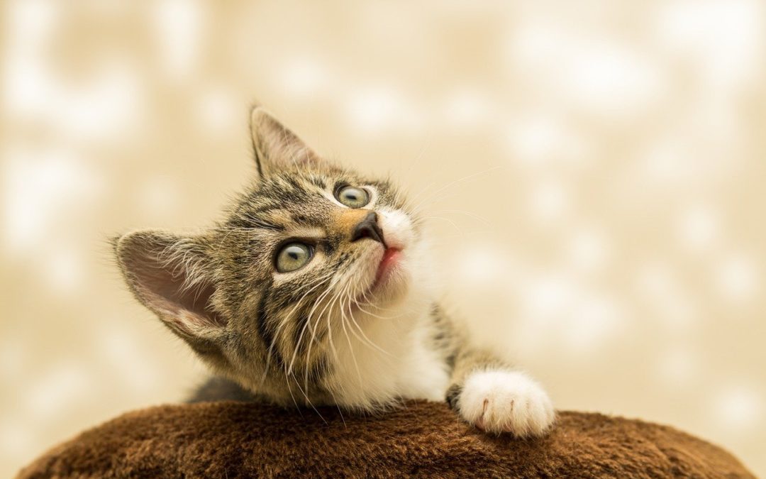 5 Tips for Your Cat’s Litter Box Success