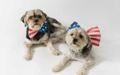 How to Have a Pet-Friendly 4th of July