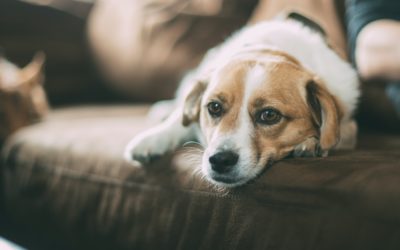 Debunking Myths about Cancer in Pets