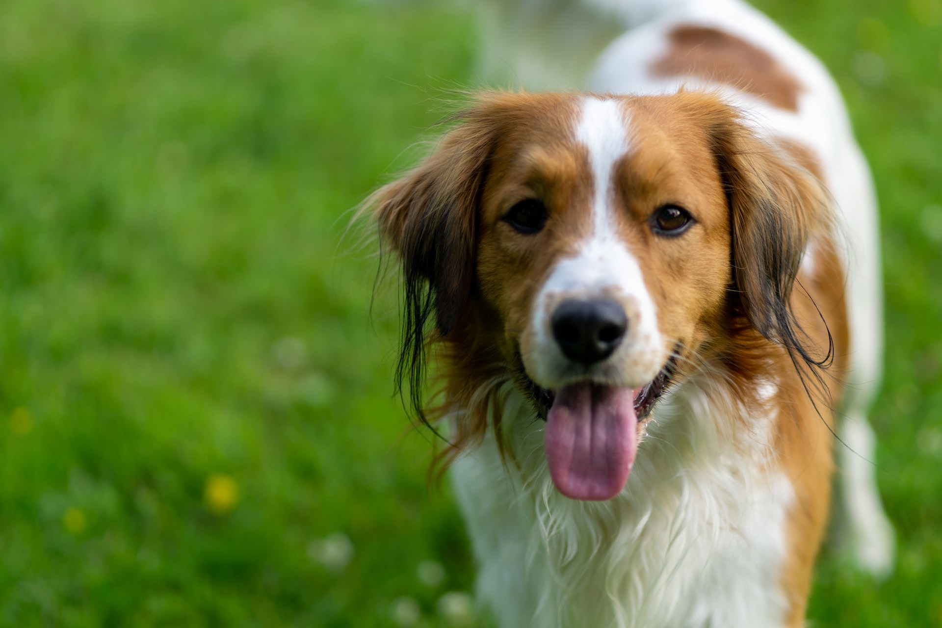 Veterinary Appointment in Troy, MO - Animal Medical Center of Troy