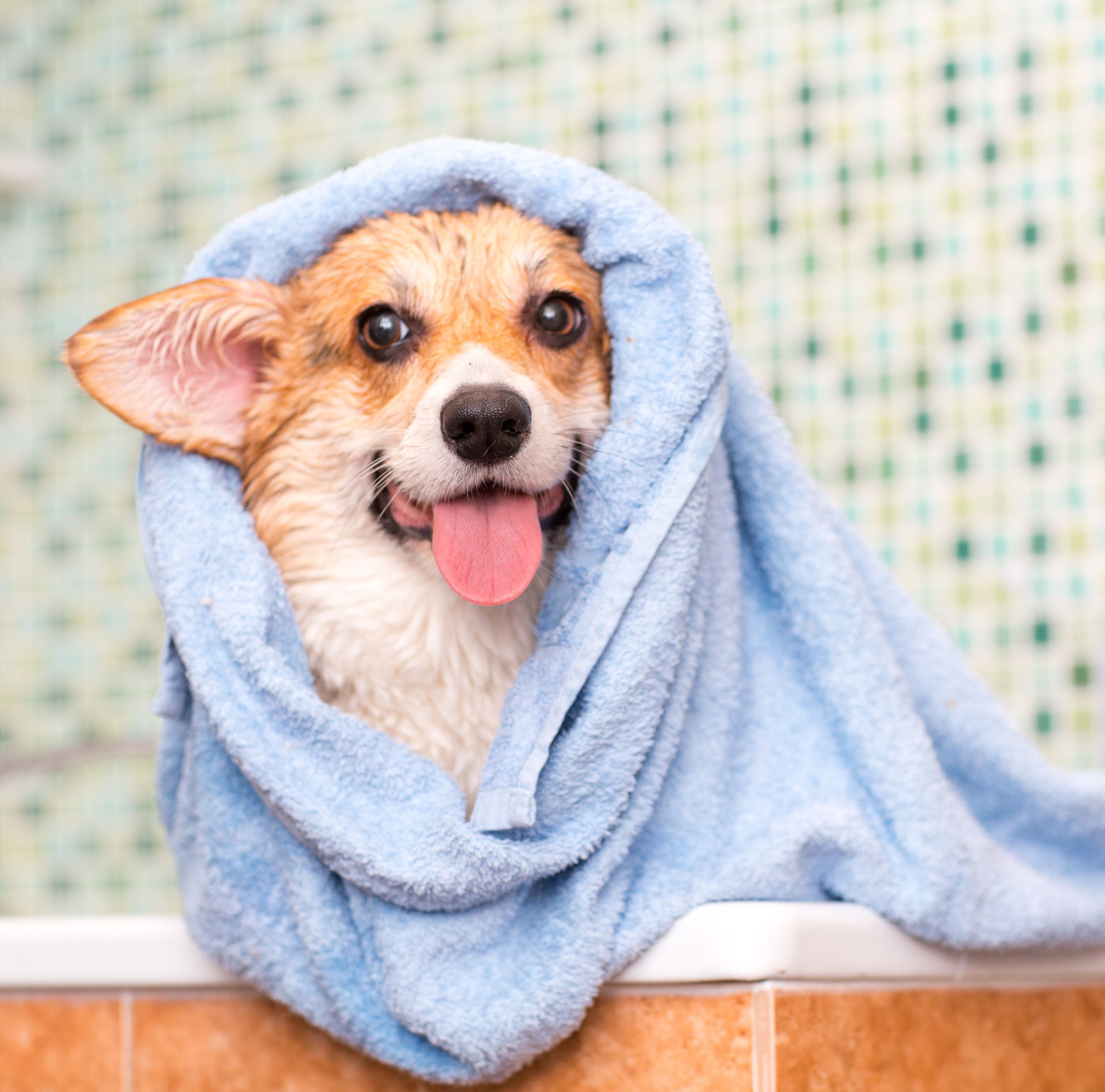 A small dog wrapped in a towel sits on a bathroom counter